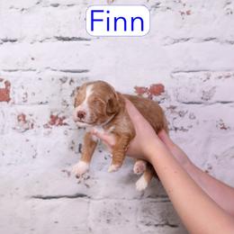 Finn - Red  male Goldendoodle puppy in Calhoun, Georgia from Happy Top Doodles