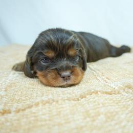 Papaya - Chocolate female Cavalier King Charles Spaniel puppy in Nampa, Idaho from Heart Mountain Cavaliers & Floating Feathers Kennel