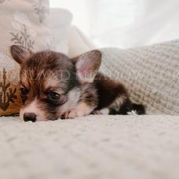 Pike - Black and tan male Pembroke Welsh Corgi puppy in Bend, Oregon from Highland Meadow Corgis
