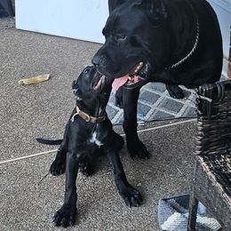 Boy 1 - Black male Cane Corso puppy in Lewisville, Denton County, Texas from Trained To Go Corso Kennels (T.T.G. Corso Kennels)