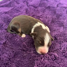Ember - Red tri-color female Australian Shepherd puppy in Charlotte, North Carolina from Awesome Aussies