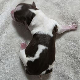 Koa - Liver white and roan male English Springer Spaniel puppy in Florida from Thunderbird Springers