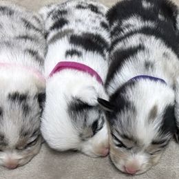 American Corgis and Pembroke Welsh Corgis from CalValley Kennels