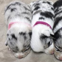 American Corgis and Pembroke Welsh Corgis from CalValley Kennels