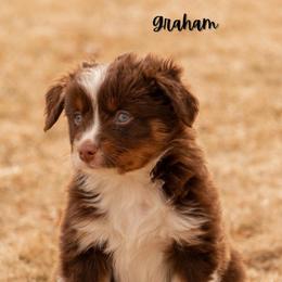 Graham - Red tri male Miniature Australian Shepherd puppy in Blackfoot, Idaho from Bellewynd Acres