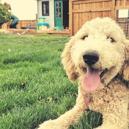 Goldendoodles from Blue Moon Doodles