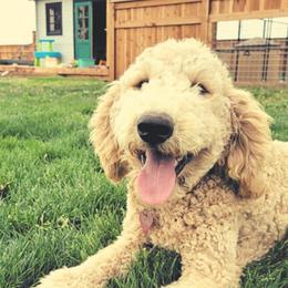 Goldendoodles from Blue Moon Doodles