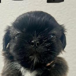 Shih Tzus from Hand Raised Shih Tzu’s