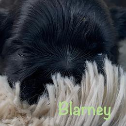 Blarney - Black male Shih Tzu puppy in Vernon, New Jersey from Calta’s Cute Shih Tzu