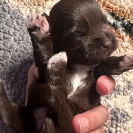 Sweet Hope - Chocolate female Havanese puppy in Arizona from HavaDoggie