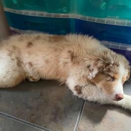 Australian Shepherd Puppies from Parsons Australian Shepherds