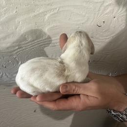 Michelangelo - Lemon and white male Basset Hound puppy in El Sobrante, California from Happy Hills Bassets