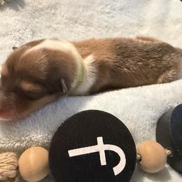 Helena - Lt Green - Sable and white female Collie puppy in Morocco, Indiana from Collegiate Bassets and Rheign Collies