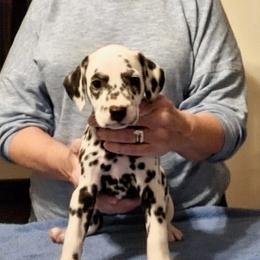 Girl 3 Pink Collar - Gamora - White and black female Dalmatian puppy in Hagerstown, Maryland from Stagecoach Dalmatians