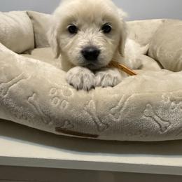 Orange collar - Light golden male Golden Retriever puppy in Radcliff, Kentucky from It’s A Golden Life