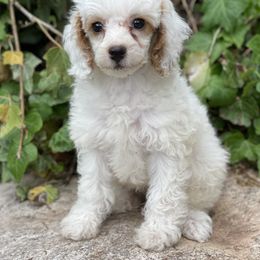 Bernedoodle, Goldendoodle, and Poodle Puppies from Bells Poodles n Doodles