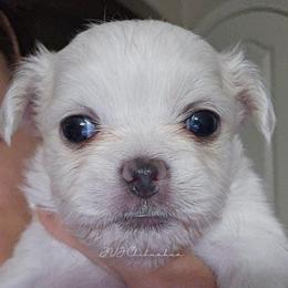 Athena (PENDING) - Cream and white female Chihuahua puppy in El Paso, Texas from JVJ Chihuahua