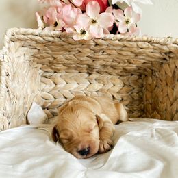 Aussiedoodle and Goldendoodle Puppies from Utah Faith Doodles