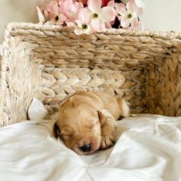 Aussiedoodle and Goldendoodle Puppies from Utah Faith Doodles