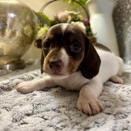 Princess Diana - Piebald female Dachshund puppy in Aiken, South Carolina from State Eight Dachshunds