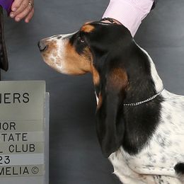 Blossom - Basset Hound