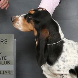Blossom - Basset Hound