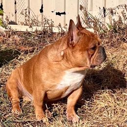 French Bulldog puppies from Luvafrenchbulldog