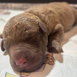 Grey collar boy - Brown male Chesapeake Bay Retriever puppy in Las Vegas, Nevada from Birdsview Chesapeake Kennel