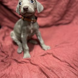 Weimaraner Puppies from Desert skyes weims
