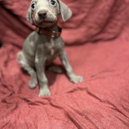 Weimaraner Puppies from Desert skyes weims