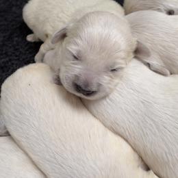 Bamboo Boy 2 - Light golden male Golden Retriever puppy in Fort Morgan, Colorado from Golden Girls Kennels, LLC
