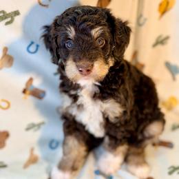Boy1 - Red tri-color male Aussiedoodle puppy in Liberty, Texas from Poodles and Doodles Most Excellent Adventures