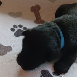 Girl 3 - Black Miniature Schnauzer puppy in Asheville, North Carolina from Farbe Miniature Schnauzers