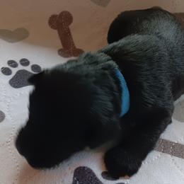 Girl 3 - Black Miniature Schnauzer puppy in Asheville, North Carolina from Farbe Miniature Schnauzers
