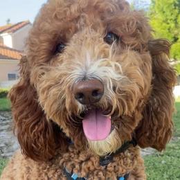 Goldendoodles from Doodle Dreams