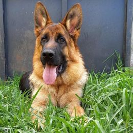 German Shepherds from Vom Team Jara