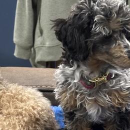 Bernedoodles, Poodles, and Shihpoos from Sue Watkins