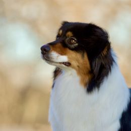 Darla - Australian Shepherd