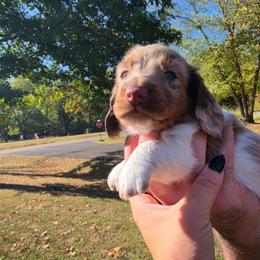Coco - Dapple male Dachshund puppy in Jackson, Tennessee from BlackPine Kennels