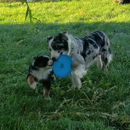 Australian Shepherd Puppies from Willie Great Aussies