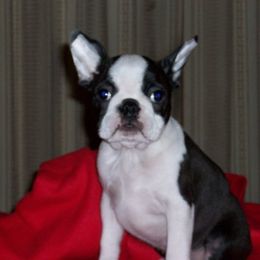 Boston Terrier Puppies from Deja-Vu Bostons