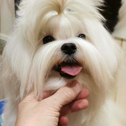 Maltese puppies from Noble Pets