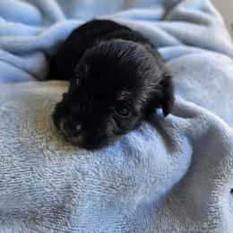 Samar - Black and silver female Miniature Schnauzer puppy in Crosby, Texas from Raisin' the Woof Schnauzers