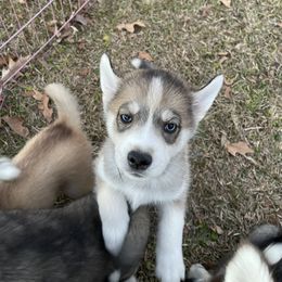 Pomsky Puppies from JsPomskies