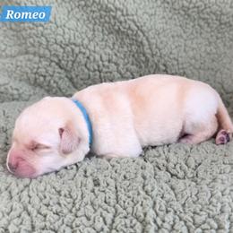 Romeo - Yellow male Labrador Retriever puppy in Mc Murray, Pennsylvania from Kingridge Kennels