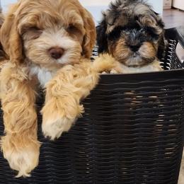 Cockapoo and Goldendoodle Puppies from Robbin's Treasures