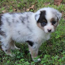 Kay - Blue merle female Australian Shepherd puppy in Kansas, Oklahoma from Windy G Farm
