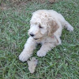 Goldendoodle Puppies from Bee At Ease Farm & Kennel