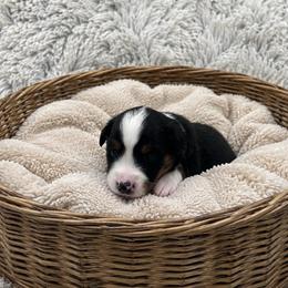 Girl - Black tri female Miniature American Shepherd puppy in Central Islip, New York from Fifth Avenue Australian Shepherds