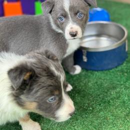 ABCA Pearl - Blue female Border Collie puppy in Lexington, Kentucky from 3-Ring Farms